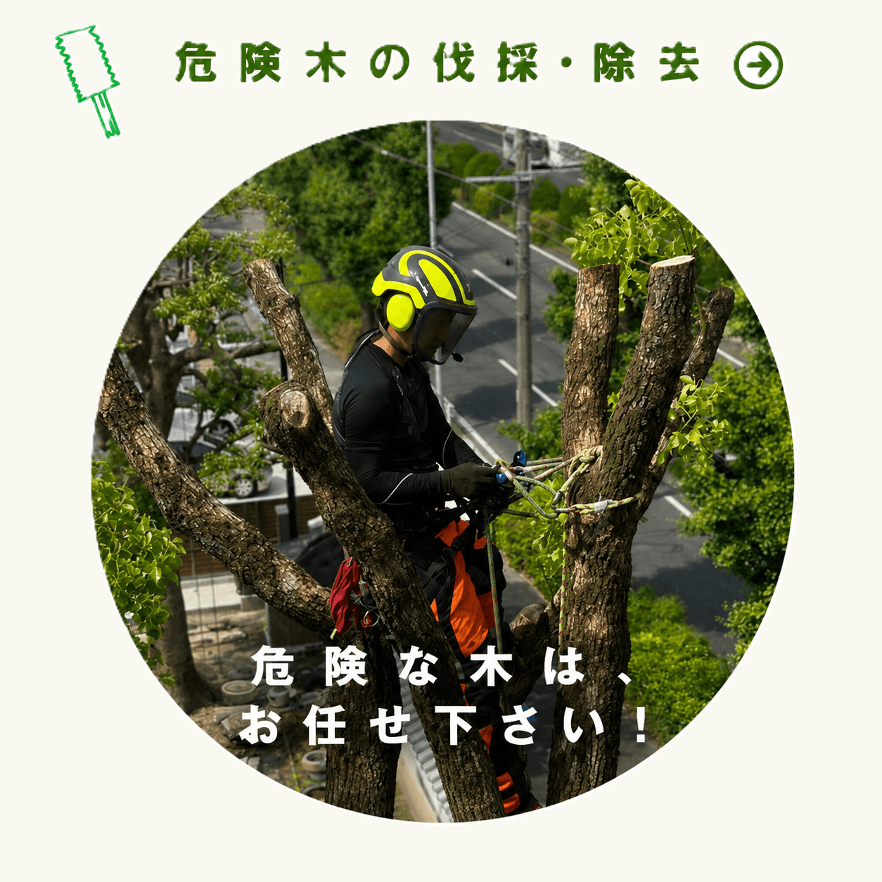 危険木の伐採・除去 危険な木はお任せください