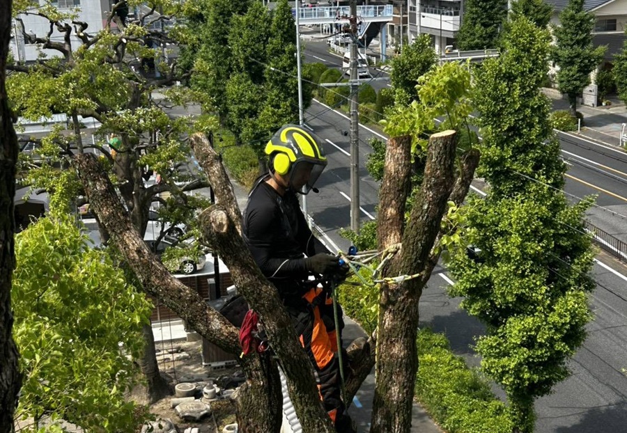 危険木の伐採・除去イメージ